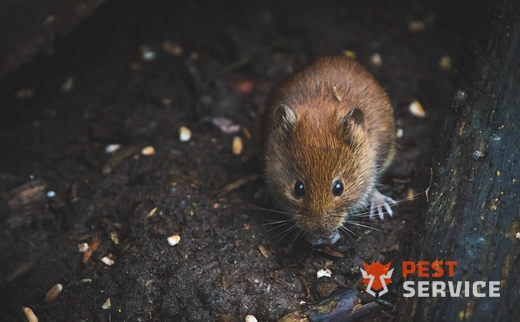 Дератизация в Екатеринбурге